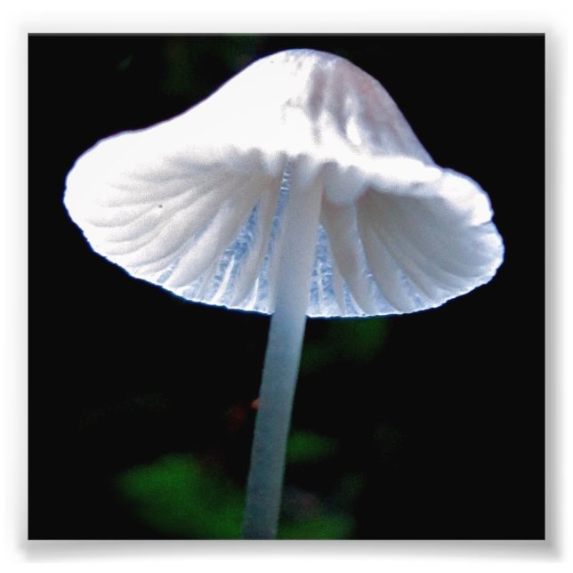 Mushroom Alighted Photo Print (Front)