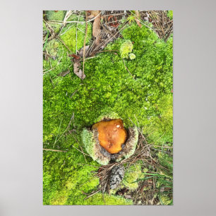 Mushroom and Moss Photo Poster