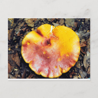 Mushroom Beautiful Postcard