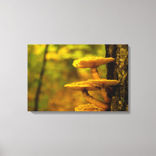 MUSHROOM BEAUTY CANVAS PRINT