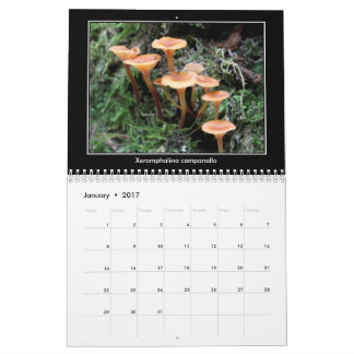 Mushroom Calendar