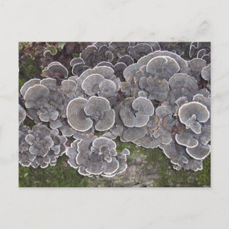 "Mushroom Cluster" Postcard