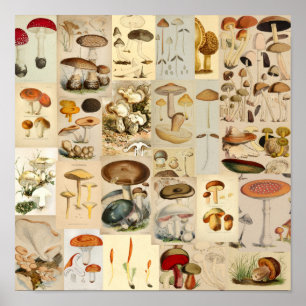 Mushroom Collage Vintage Color Art Print