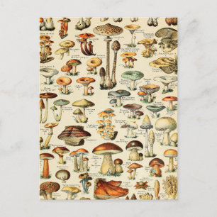 Mushroom Collection Postcard