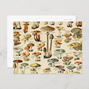 Mushroom Collection Postcard
