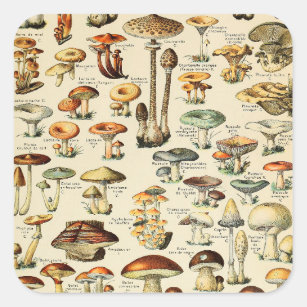 Mushroom Collection  Square Sticker