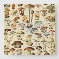 Mushroom Collection 