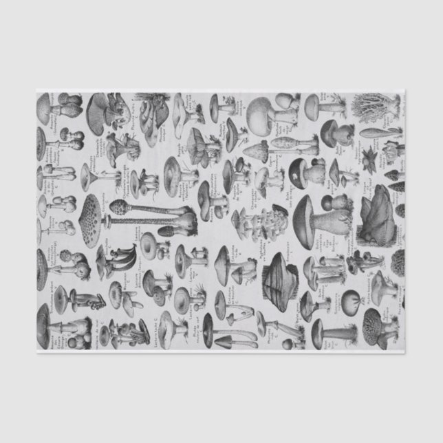 Mushroom Collection  Tissue Paper (Front)