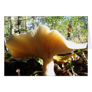 Mushroom Enjoying the Sunshine