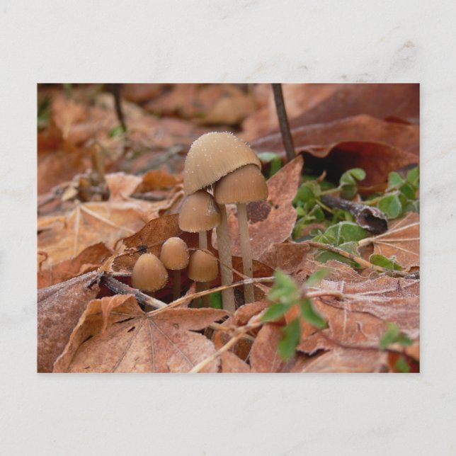 Mushroom Family Postcard (Front)