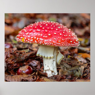Mushroom Fly Agaric or Fly Amanita Muscaria Poster