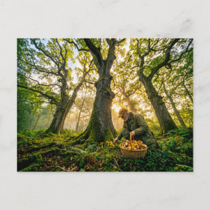 Mushroom forager under old oak trees postcard