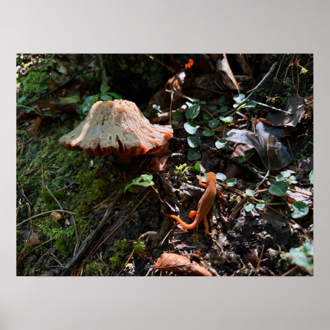 Mushroom Forest Poster (Front)