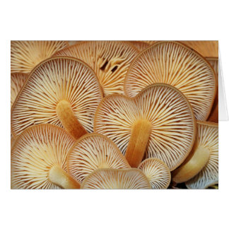 Mushroom Gills of the Orange Mycena