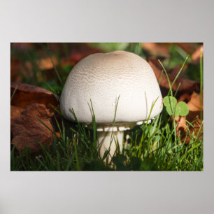 Mushroom in a forest poster