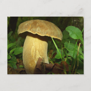 Mushroom in forest close up postcard