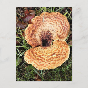 Mushroom in the Forest Postcard