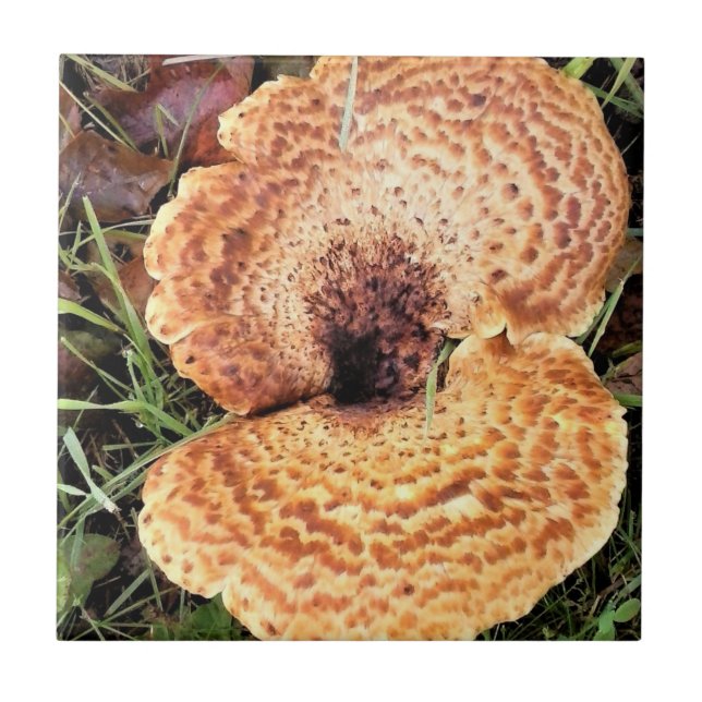 Mushroom in the Forest Tile (Front)