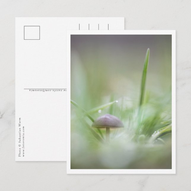 Mushroom Nature Photo Postcard (Front/Back)