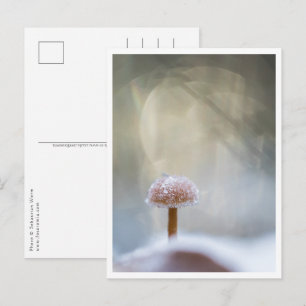 Mushroom Nature Photo Postcard