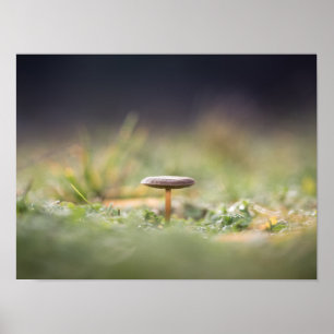 Mushroom Nature Photo Poster