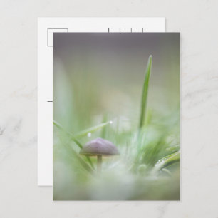 Mushroom Nature Photograph Holiday Postcard