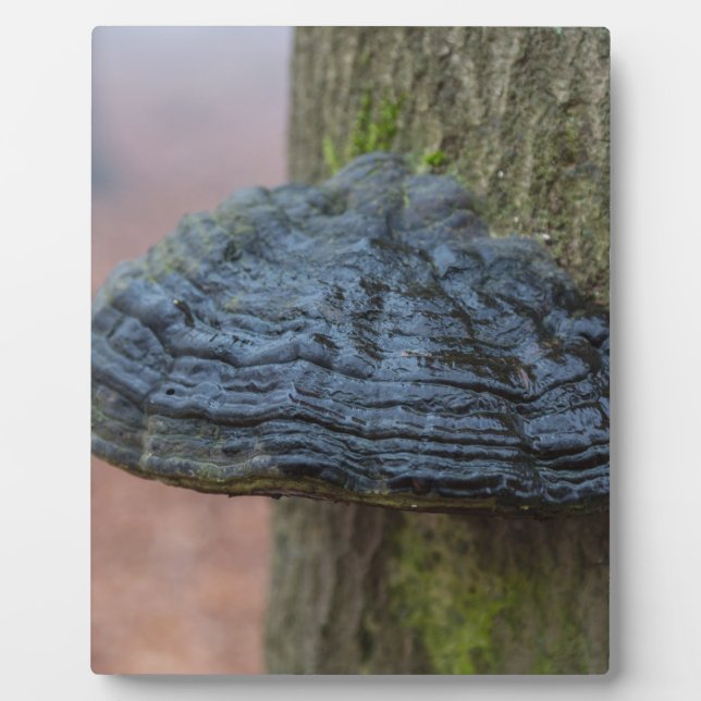 Mushroom on a tree trunk in the forest plaque (Front)