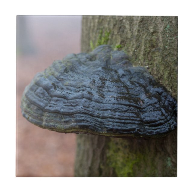 Mushroom on a tree trunk in the forest tile (Front)