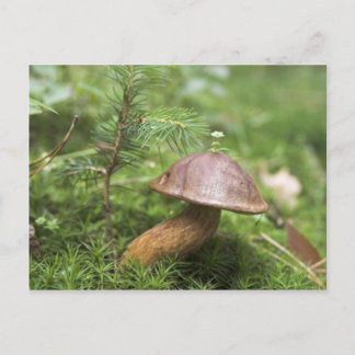 Mushroom On Moss Postcard