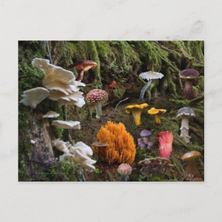 Mushroom Paradise Postcard