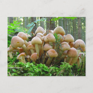mushroom party postcard
