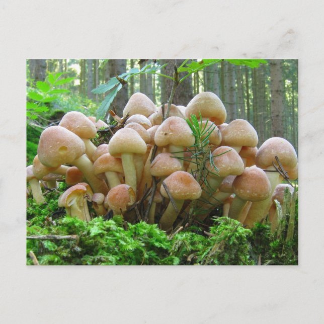 mushroom party postcard (Front)