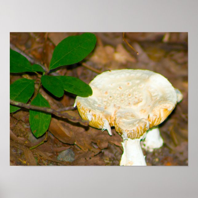 Mushroom Photo Poster (Front)