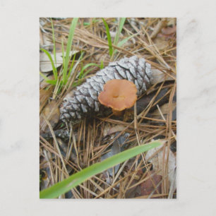 Mushroom & Pinecone OBX Postcard