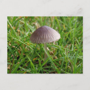 Mushroom Postcard