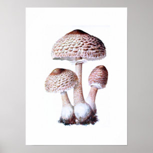 Mushroom Poster