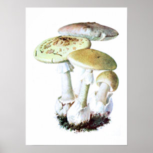 Mushroom Poster
