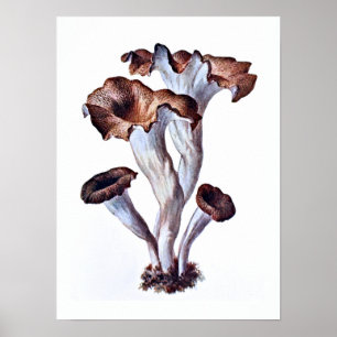 Mushroom Poster