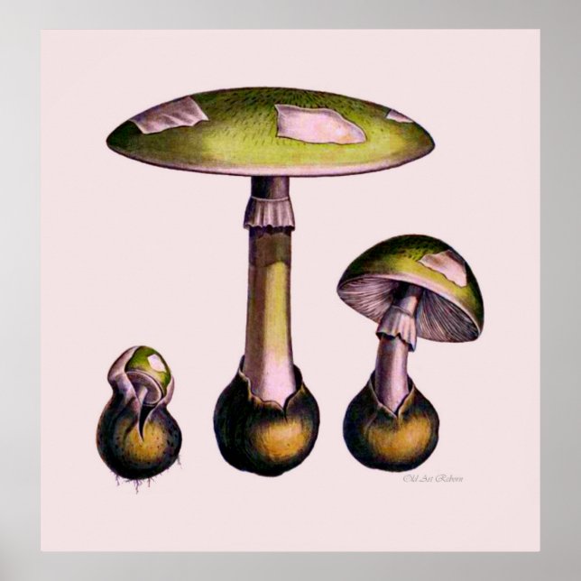 Mushroom Poster Series Fifth Of Eight (Front)