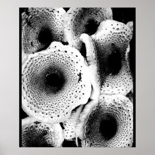 Mushroom Print Art Classic