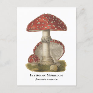 Mushroom Red Magic Vintage 1800s  Postcard