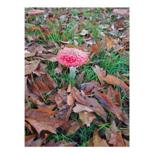 mushroom red with white dots poster