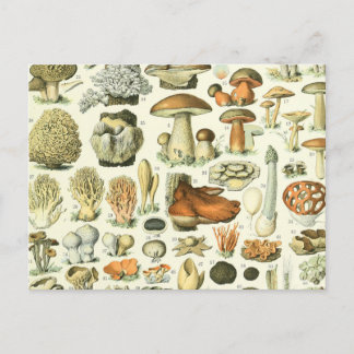 Mushroom Science Illustration - Vintage Bontanical Postcard