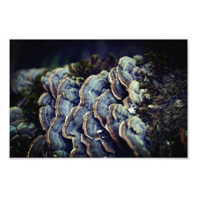 Mushroom Tree Photo Kodak Professional Photo Paper (Front)