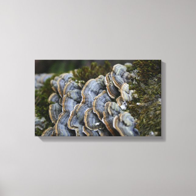 Mushroom Tree Photo  Wrapped Canvas (Front)