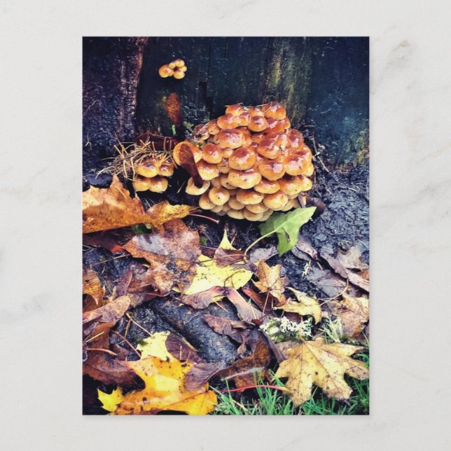 Mushroom Village Postcard (Front)