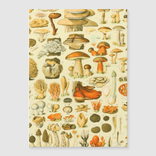 Mushroom Vintage Toadstool Antique Illustration