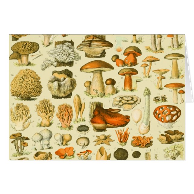 Mushroom Vintage Toadstool Antique Illustration (Front Horizontal)