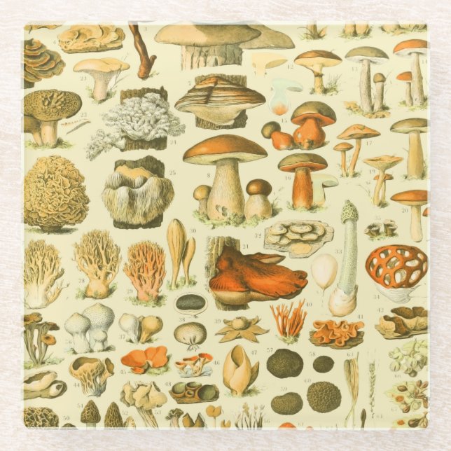 Mushroom Vintage Toadstool Antique Illustration Glass Coaster (Front)