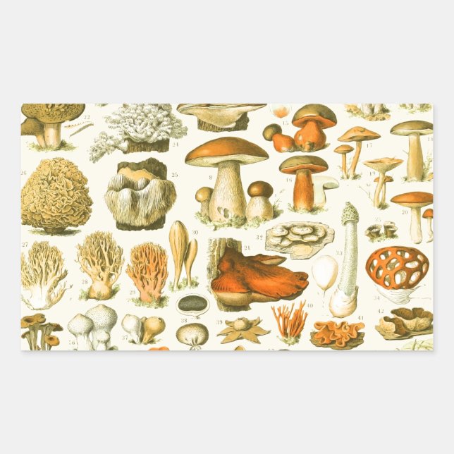 Mushroom Vintage Toadstool Antique Illustration Rectangular Sticker (Front)